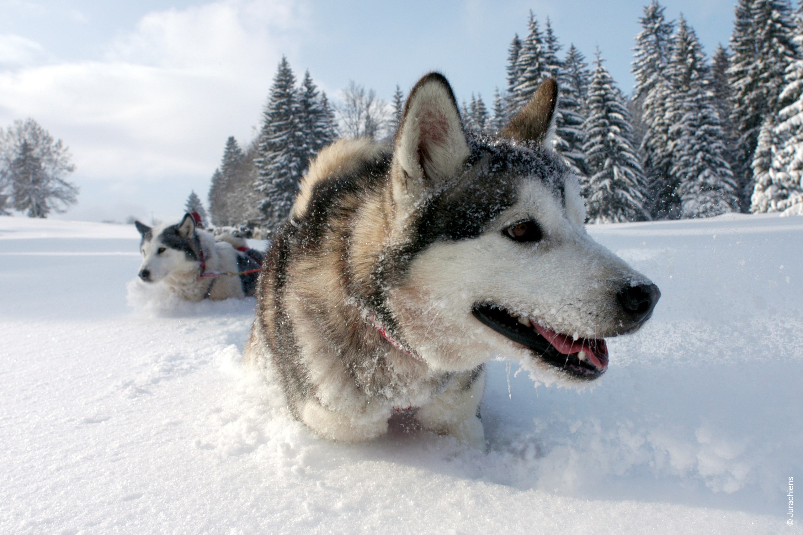 Mouthe-ChapelledesBois-balade-chiens-Jurachiens-150.jpg